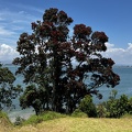 Tag 12-21 12 2022-Whakatane-0260