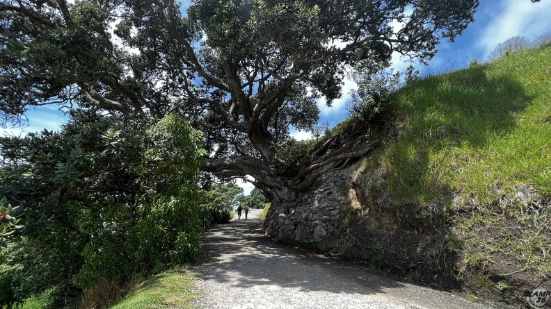 Tag_12-21_12_2022-Whakatane-0390.jpg