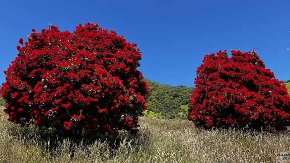 Tag 20-29 12 2022-Punakaiki-0240