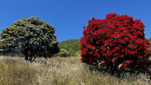 Tag 20-29 12 2022-Punakaiki-0250