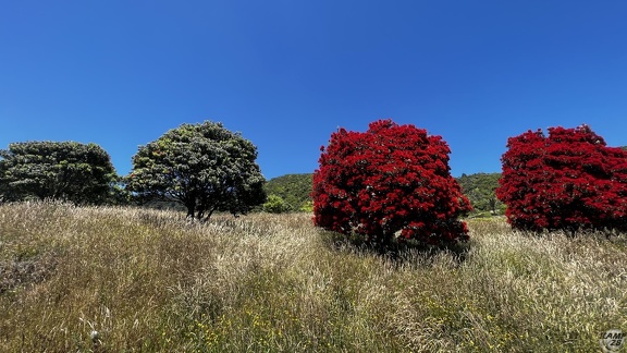 Tag 20-29 12 2022-Punakaiki-0260